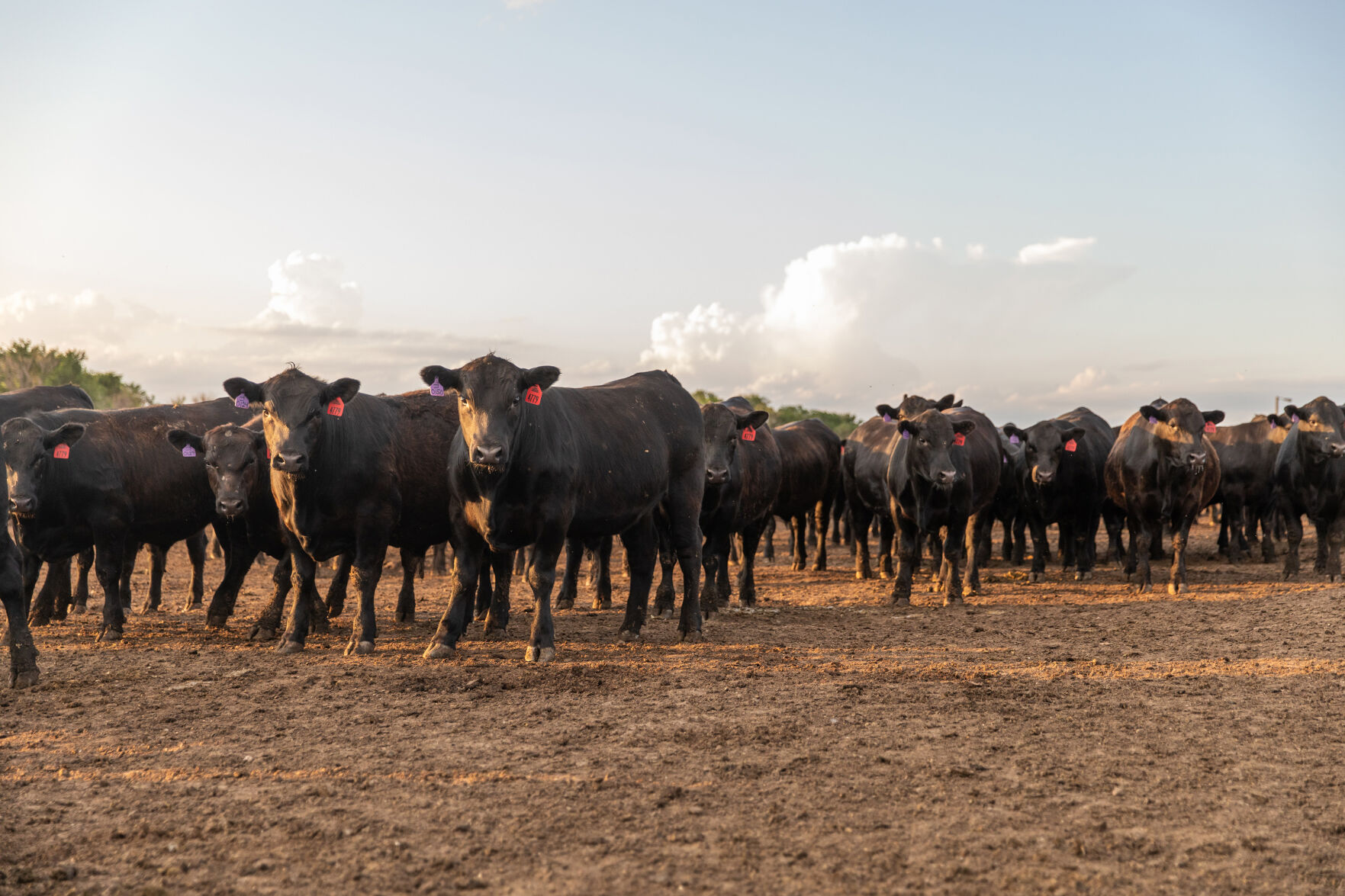 Kansas Feedyard 2.jpg